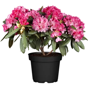 Rhododendron yakushimanum 'Anuschka' Rhododendron yakushimanum 'Anuschka'