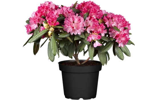 Rhododendron yakushimanum 'Anuschka' Rhododendron yakushimanum 'Anuschka'