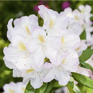 Rhododendron Hybr.'Brigitte' III Rhododendron Hybr.'Brigitte' III