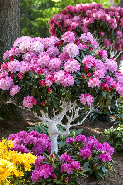 Rhododendron yak.'Arabella' I