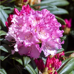 Rhododendron yakushimanum 'Arabella' Rhododendron yakushimanum 'Arabella'