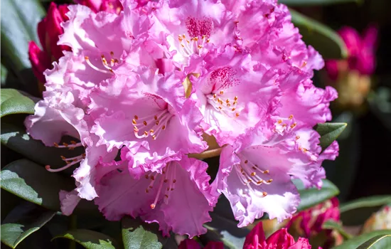 Rhododendron yakushimanum 'Arabella' Rhododendron yakushimanum 'Arabella'
