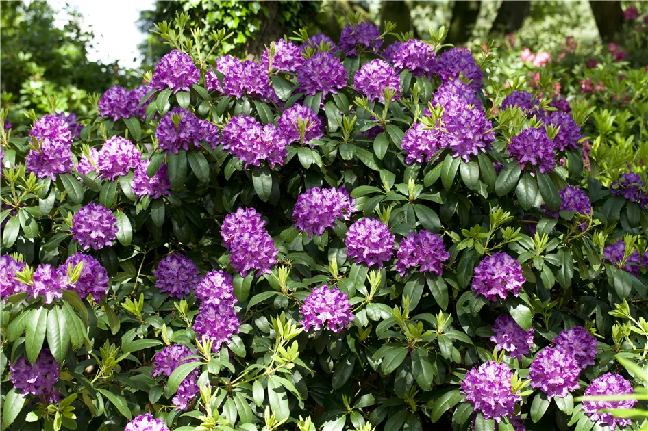 Rhododendron catawbiense 'Grandiflorum'