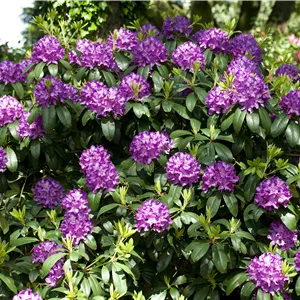 Rhododendron Hybr.'Catawb. Grandiflorum' I Rhododendron Hybr.'Catawb. Grandiflorum' I