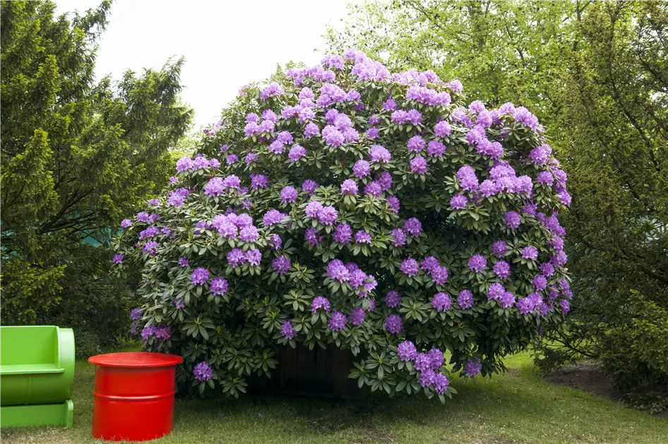 Rhododendron catawbiense 'Grandiflorum'