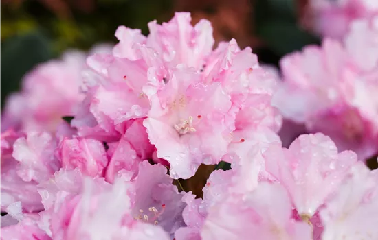 Rhododendron yakushimanum 'Blurettia' Rhododendron yakushimanum 'Blurettia'