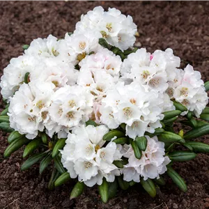 Rhododendron yakushimanum 'Edelweiß' Rhododendron yakushimanum 'Edelweiß'