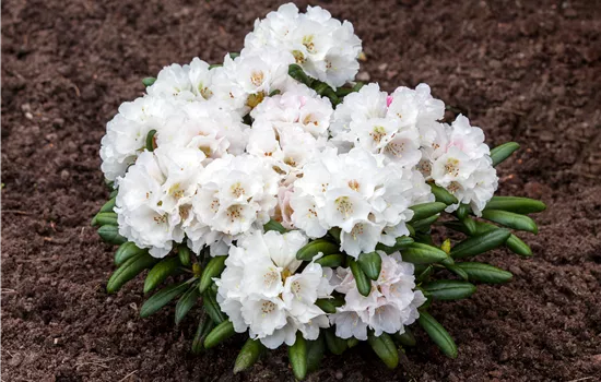 Rhododendron yakushimanum 'Edelweiß' Rhododendron yakushimanum 'Edelweiß'