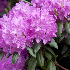 Rhododendron 'Catawbiense Boursault'