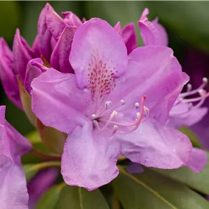 Rhododendron Hybr.'Catawbiense Boursault' I Rhododendron Hybr.'Catawbiense Boursault' I