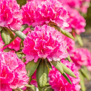 Rhododendron 'Catharine van Tol'