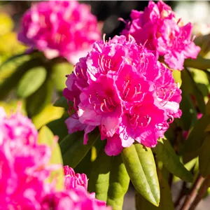 Rhododendron Hybr.'Catharine van Tol' II Rhododendron Hybr.'Catharine van Tol' II