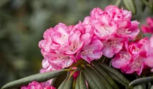 Rhododendron yak.'Flava' I