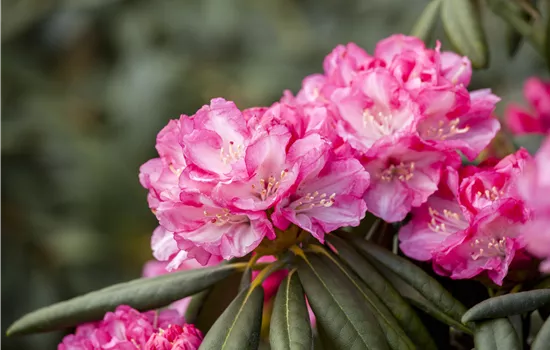 Rhododendron yakushimanum 'Pink Cherub'