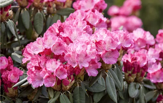 Rhododendron yak.'Pink Cherub' I