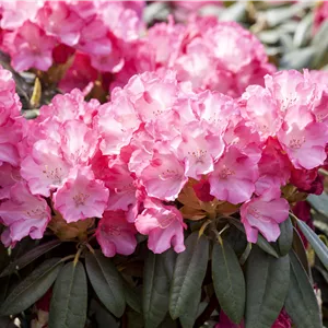 Rhododendron yakushimanum 'Pink Cherub' Rhododendron yakushimanum 'Pink Cherub'