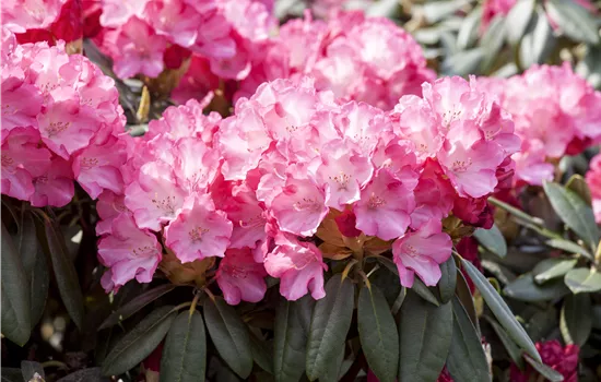 Rhododendron yakushimanum 'Pink Cherub' Rhododendron yakushimanum 'Pink Cherub'