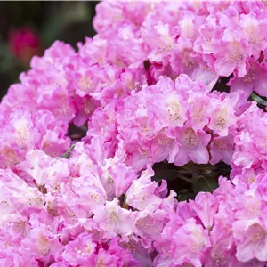 Rhododendron yakushimanum 'Kalinka' Rhododendron yakushimanum 'Kalinka'