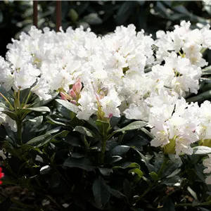 Rhododendron Hybr.'Cunningham's White' I Rhododendron Hybr.'Cunningham's White' I