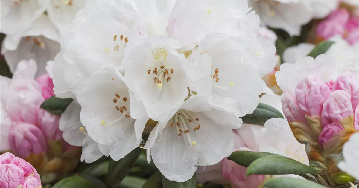 Rhododendron yakushimanum 'Koichiro Wada'