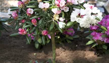 Rhododendron yakushimanum 'Koichiro Wada'