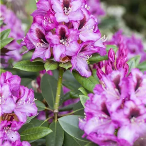 Rhododendron 'Diadem'