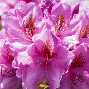 Rhododendron Hybr.'Diadem' III Rhododendron Hybr.'Diadem' III