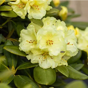 Rhododendron yakushimanum 'Lucinda' Rhododendron yakushimanum 'Lucinda'