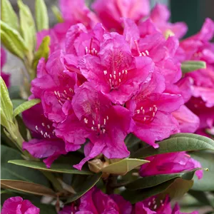 Rhododendron Hybr.'Dr. H. C. Dresselhuys' II Rhododendron Hybr.'Dr. H. C. Dresselhuys' II