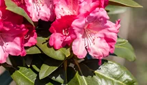 Rhododendron yakushimanum 'Morgenrot'