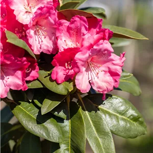 Rhododendron yakushimanum 'Morgenrot' Rhododendron yakushimanum 'Morgenrot'