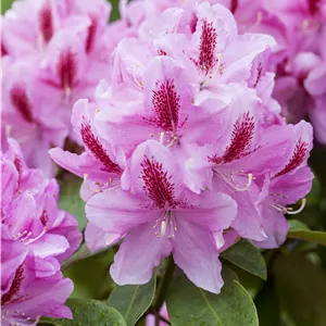 Rhododendron Hybr.'Furnivall's Daughter' III Rhododendron Hybr.'Furnivall's Daughter' III