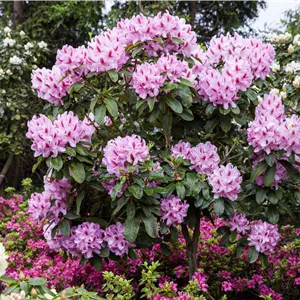 Rhododendron Hybr.'Furnivall's Daughter' III