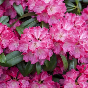 Rhododendron Hybr.'Germania' -R- III Rhododendron Hybr.'Germania' -R- III