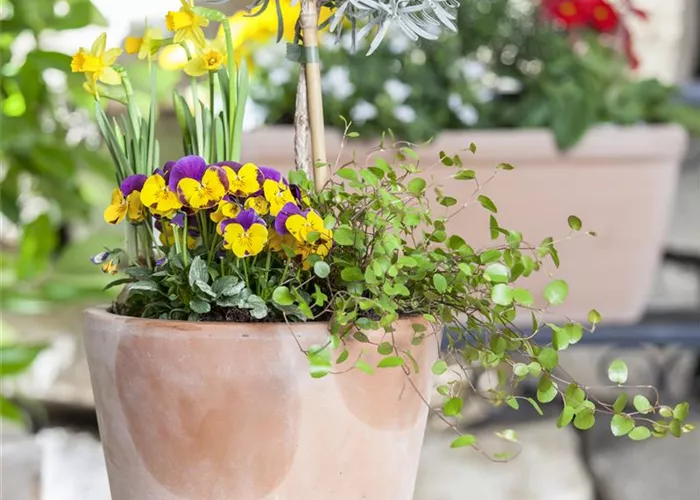 Planting Flower Bulbs in a Container