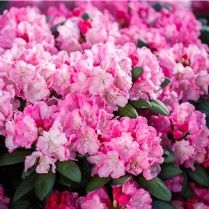Rhododendron yakushimanum 'Polaris' Rhododendron yakushimanum 'Polaris'