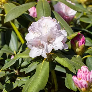 Rhododendron yak.'Schneekrone' I