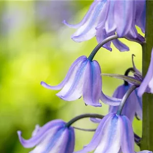 Das Spanische Hasenglöckchen – Blütenpracht im Schatten Das Spanische Hasenglöckchen – Blütenpracht im Schatten