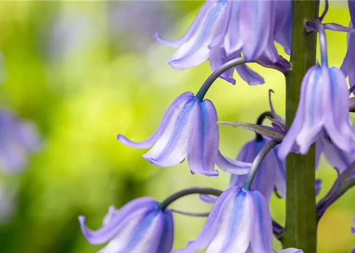 The Spanish Bluebell – Floral Splendor in the Shade