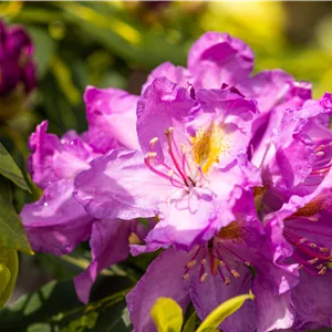 Rhododendron Hybr.'Goldflimmer' III Rhododendron Hybr.'Goldflimmer' III