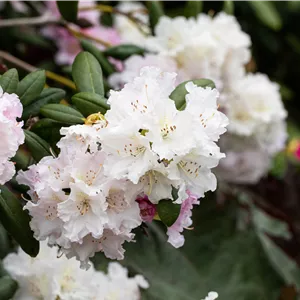 Rhododendron yak.'Schneewolke' I