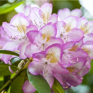 Rhododendron Hybr.'Gomer Waterer' II