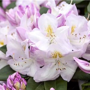 Rhododendron Hybr.'Gomer Waterer' II Rhododendron Hybr.'Gomer Waterer' II