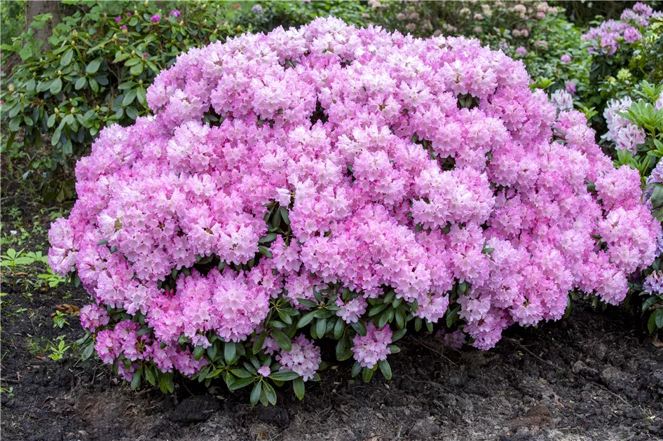 Rhododendron yak.'Silberwolke' I