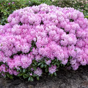 Rhododendron yak.'Silberwolke' I