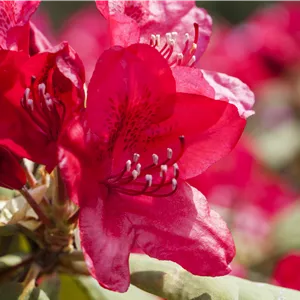 Rhododendron Hybr.'Hachm.Feuerschein' -R- III Rhododendron Hybr.'Hachm.Feuerschein' -R- III