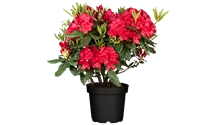 Rhododendron 'Hachmanns Feuerschein'