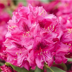 Rhododendron Hybr.'Hachm.Feuerschein' -R- III