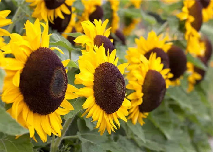 The Golden Autumn Becomes Colorful: The Top 8 Autumn Flowers