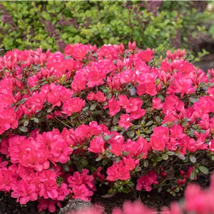 Rhododendron yak.'Sneezy' I